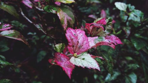 Close-up of pink flowering plant leaves