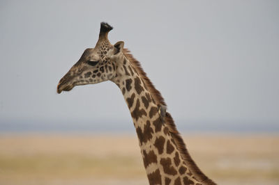 View of giraffe