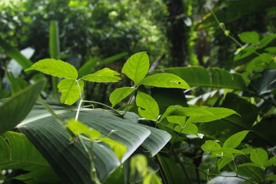 Close-up of a plant