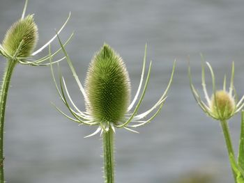 Close-up of plant