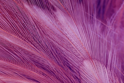 Full frame shot of pink feather