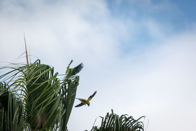 Low angle view of a bird flying against sky