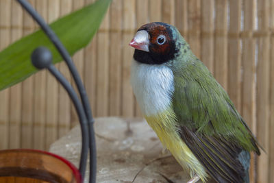 Close-up of a female gouldian finch perching in a cage
