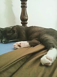 Cat sleeping on tiled floor