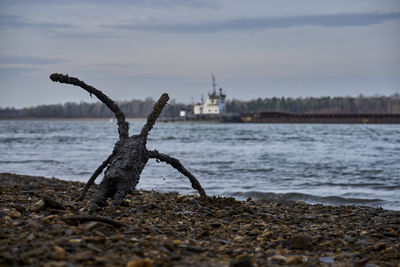 Driftwood on beach against sky