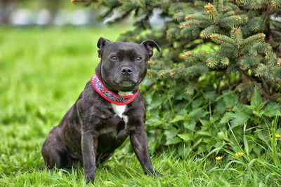 Portrait of black dog on field