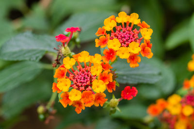 Close-up of orange flowering plant