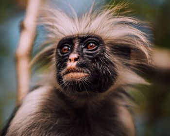 Close-up portrait of red colobus monkey in jozani forest zanzibar tanzania