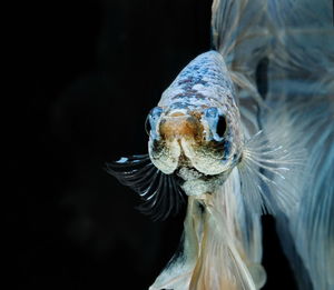 Close-up of blue fish swimming against black background