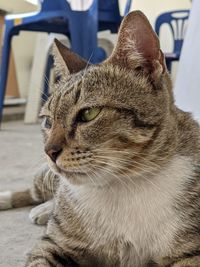 Close-up of a cat looking away