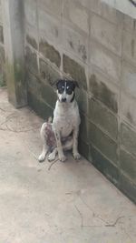 Portrait of puppy sitting outdoors