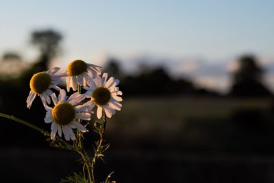 Close-up of flowering plant on field against sky
