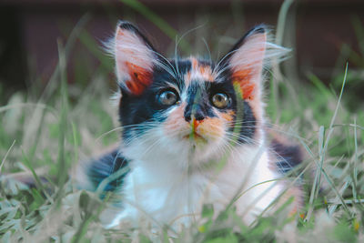 Portrait of kitten on field