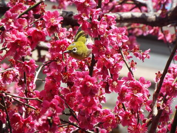 Close-up of cherry blossoms in spring