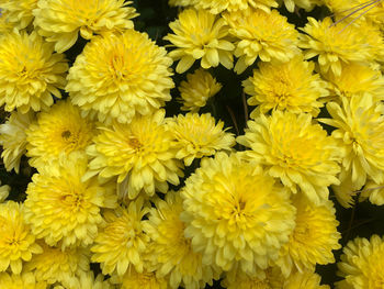 Full frame shot of yellow roses