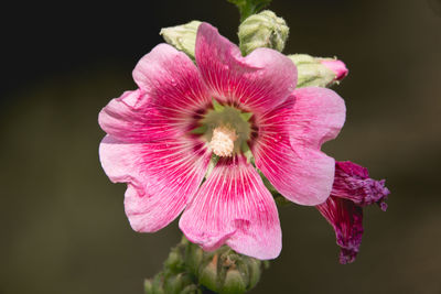 Close-up of pink flower blooming outdoors