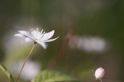 White forest flower. soft selective focus