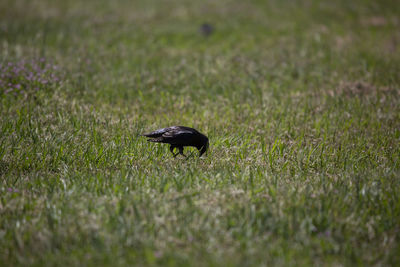 European starling sturnus vulgaris foraging in a meadow