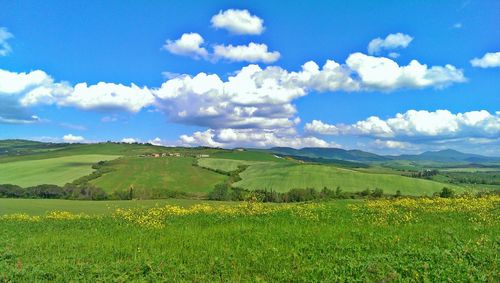 Scenic view of agricultural field against sky