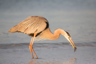 Heron catching fish at lake