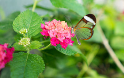 Close-up of butterfly on pink flower