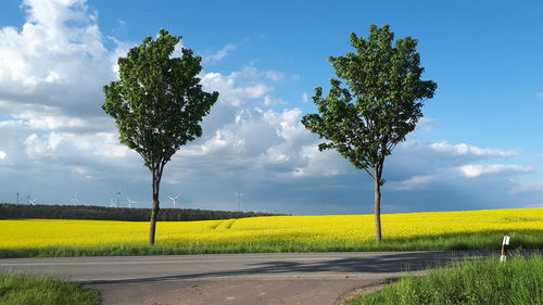 Scenic view of field against sky