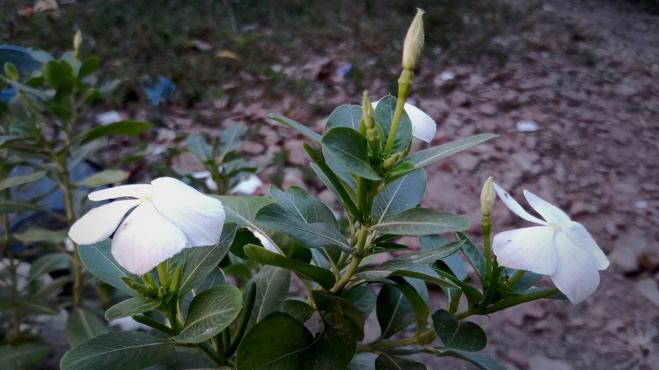 CLOSE-UP OF FLOWERING PLANT