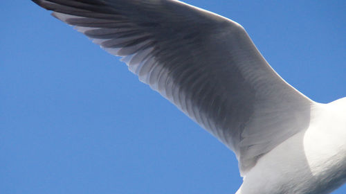 Low angle view of bird flying against clear blue sky