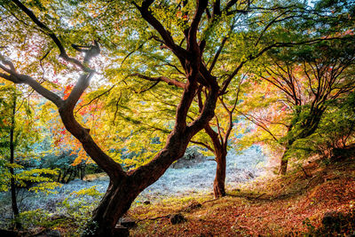 Trees in forest during autumn