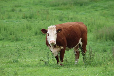 Cow standing in a field