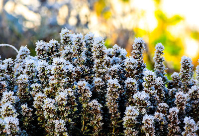 Close-up of snow on plant during winter