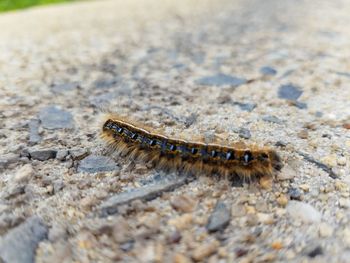 Close-up of insect on leaf