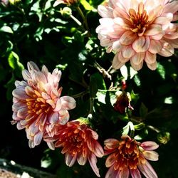 Close-up of pink flowers