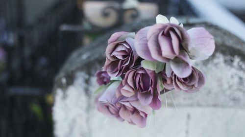 Close-up of pink rose