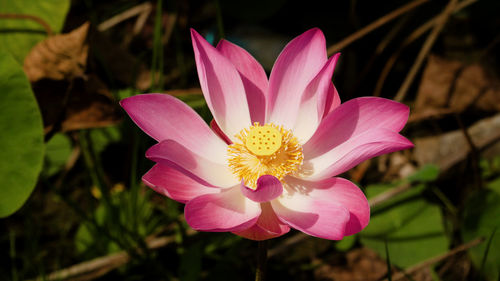 Close-up of pink flower