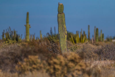 Cactus growing on field against sky