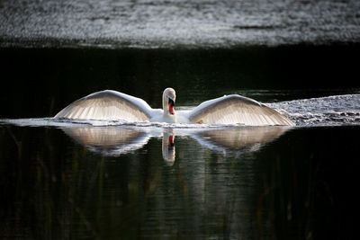 Close-up of duck swimming in lake