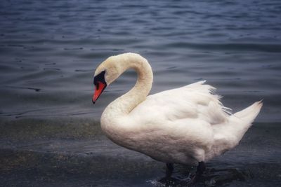 Swan floating on lake