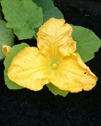 High angle view of yellow flowering plant leaves