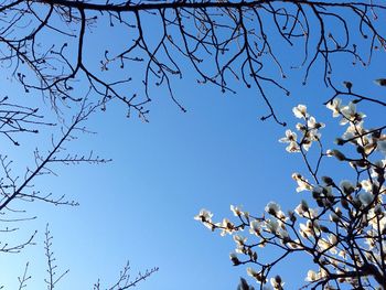 Low angle view of tree against blue sky