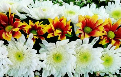 Close-up of flowers blooming outdoors