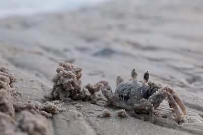 Close-up of crab on beach