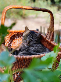 Close-up of a cat