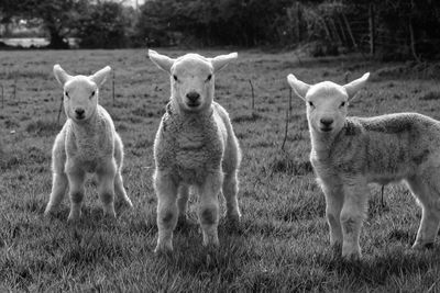 Portrait of sheep on field