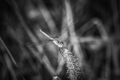 Dragonfly in black and white