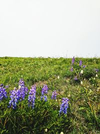 Purple flowers growing in field against clear sky