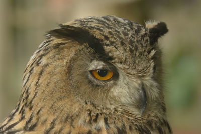 Close-up of a bird