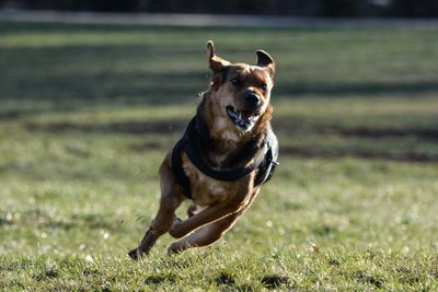 Portrait of dog running on field