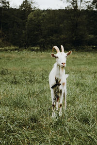 Portrait of dog standing on field