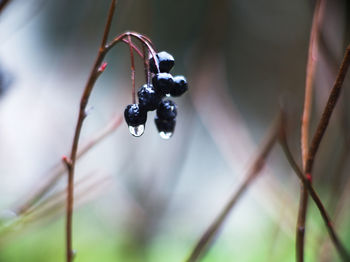macro photography